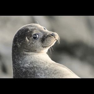 Meet your Posher, Cassie